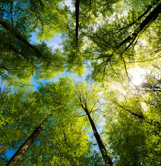 iStock-1317323736 1 Trees. EC also known as Event Concept, Sustainable event management and production company, planning and production. Impact without impact.